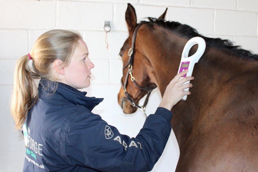 equine microchipping